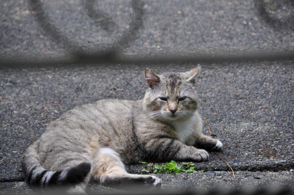 stray cat we have been feeding last month or two, May/June 2013