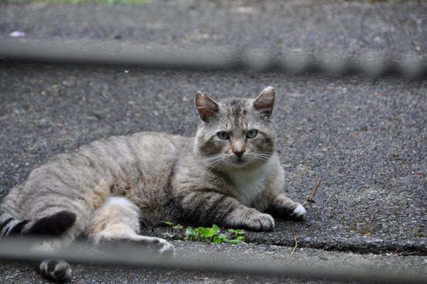 2nd photo of stray cat we have been feeding last month or two, May/June 2013